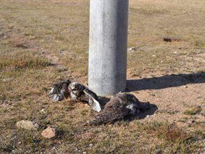 Шонхор шувуу устаж байгаа нэг шалтгаан цахилгаан шонгууд 
