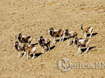 Тусгай зориулалтаар агнах, барих агнуурын амьтны тоо хэмжээг тогтоов