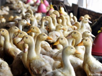Канадад “H5N8” бүртгэгджээ