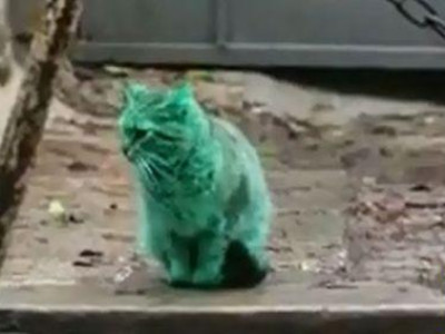 Болгараар үл тайлагдах ногоон муур зугаалж байна ВИДЕО