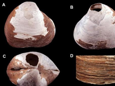 Арктикаас сая жилийн настай дун олджээ