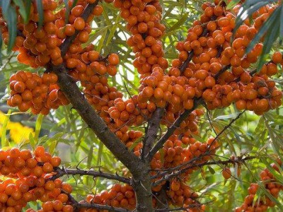 Чацарганы тос цусны холестериний түвшинг бууруулдаг