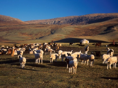 Цасгүйн улмаас мал усгүйдэж байна