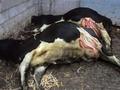 Хортой өвс идсэний улмаас үхрүүд үхэж байна гэв үү?