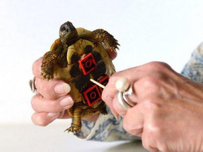 Тэрэг хөлөглөгч ”тансаг” яст мэлхий