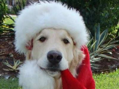 Амьтад ч гэсэн шинэ жилд дуртай