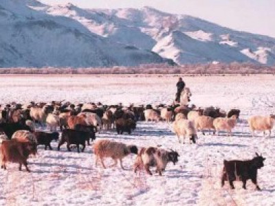 18 мянган малчны асуудлыг шийдэх тогтоолын төслийг дэмжлээ