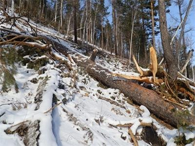 Хилийн зурваст мод бэлтгээд баригджээ