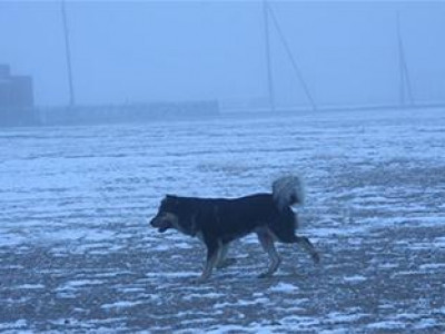 Галзуу нохойд хазуулсан хүмүүсийн бие дээрдэв