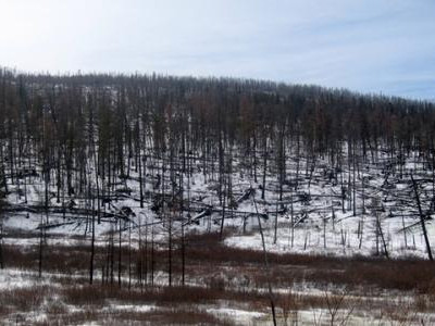 230 га талбайд ойжуулалт хийхээр болжээ