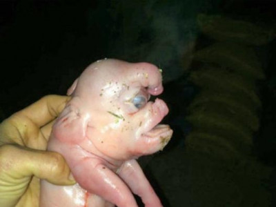 Хятадад хүний нүүртэй мутант торой төржээ