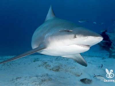 Дэлхийн хамгийн “аюултай - 5” аварга загас