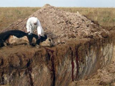 Ховдын гурван суманд малын шүлхий гарчээ