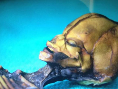 Мексикээс харь гаригийн хүний муми оллоо