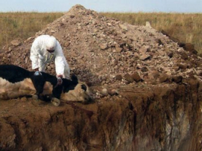 Мал, амьтныг гоц халдварт өвчнөөс урьдчилан сэргийлэх ажлыг эрчимжүүлнэ