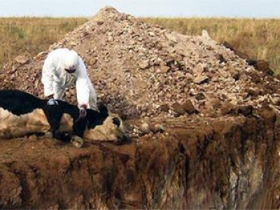 Мал, амьтныг гоц халдварт өвчнөөс урьдчилан сэргийлэх ажлыг эрчимжүүлнэ 