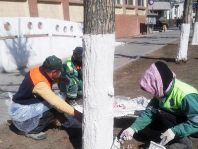 Моддыг шохойдож эхэлжээ