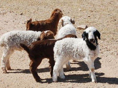 Мал төллөлт 70.8 хувьтай байна