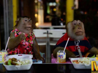 Сармагчнууд ресторанаар үйлчлүүлж, мопедоор зугаалж байна