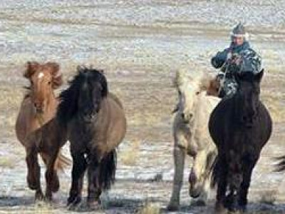 Мал хулгайлахаар Тува иргэд хил нэвтэрчээ
