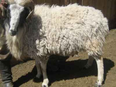 100 гаруй хонь цэцэг өвчнөөр өвчилжээ 