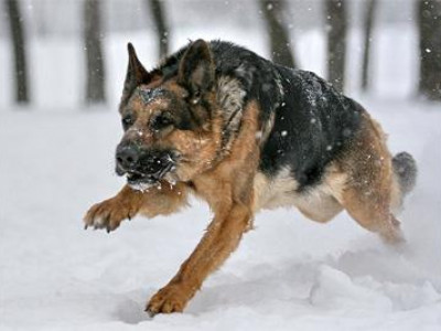 Он гарснаас хойш 222 мал галзуугаар өвчилжээ