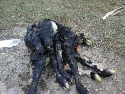 Архангай аймагт хоёр толгойтой тугал төржээ