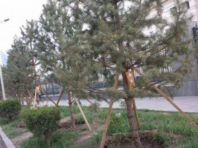Нарсанд дуслын шингэн залгажээ