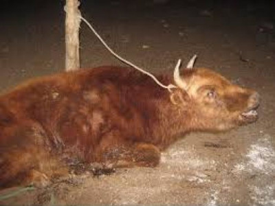 Малын галзуу өвчин гарчээ 