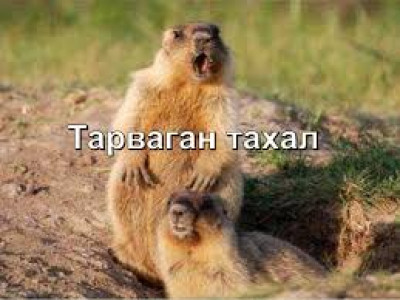 Тарваган тахлаас сэрэмжлүүлж байна 