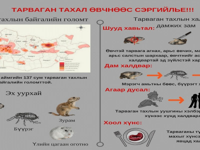 Тарваганы бөөс, бүүрэгт хазуулсан бол эмчид яаралтай хандаарай