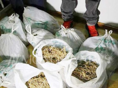 Мансууруулах өвс тээвэрлэж явсан этгээдүүдийг саатуулжээ