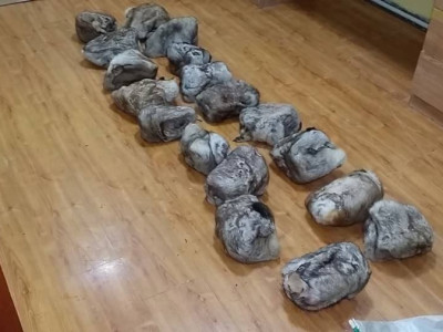 ТАРВАГАНЫ ТУЛАМ ХУУЛЬ БУСААР ТЭЭВЭРЛЭЖ ЯВСНЫГ ИЛРҮҮЛЖЭЭ