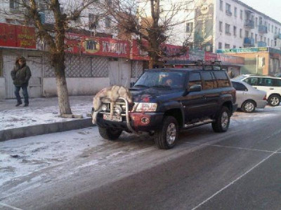 Бурууд нүд хурц! Бусармаг анчдыг ”байхгүй” болтол нь шэйрлээд өг