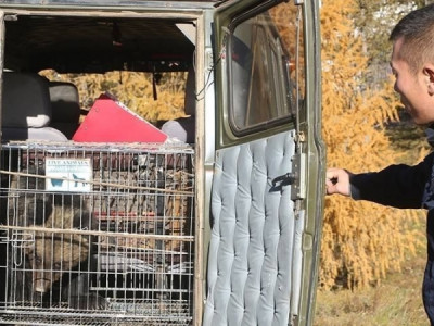 Улаанбаатарт ирсэн урилгагүй зочдын өмнө “хүн” буруутай