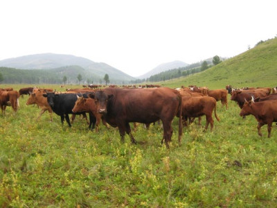 Сангийн яам: “Гацуурт” ХХК улсад хохирол учруулсаар байна