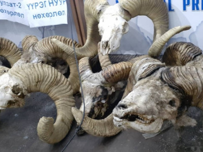 Увсын засаг дарга угалз агнах зөвшөөрлөөр ашиг олдог уу