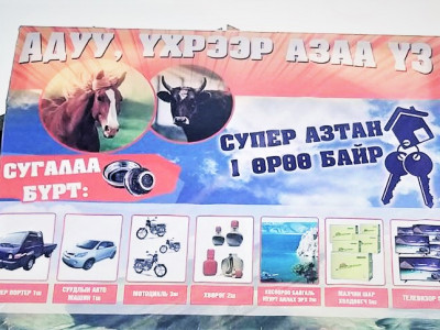 Үхрийн үнэтэй сугалаа зохиож, малчдыг луйвардах явдал газар авлаа