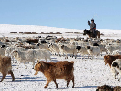 Зөвхөн энэ онд хэрэгжих нөхөн төлөх хууль