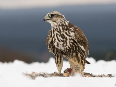 Б.Нямбаяр: Худалдааг зогсоосон гэчихээд шонхор шувуугаа гаргасаар байна 