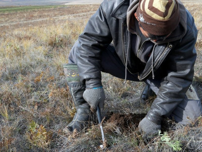 БНХАУ-ын иргэдэд борлуулах гэж байсан нэг тонн ховор ургамлын үрийг хураав