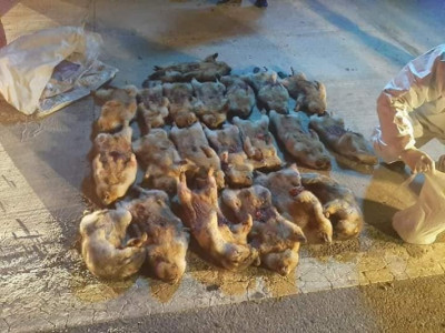 Хууль бусаар тарвага агнаж, тээвэрлэж явсан зөрчлийг илрүүллээ