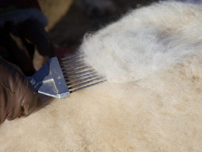 Ноолуурыг үүлдэр, чанараас нь шалтгаалж ДӨРВӨН ӨӨР ҮНЭЭР авахаар болжээ