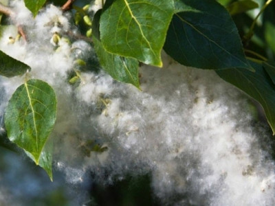 Улиасны унгирлаар коронавирус халдварлах уу