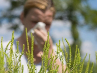 Н.Сугармаа: Харшил эхэлсэн үед вакцин хийлгэх нь үр дүнгүй