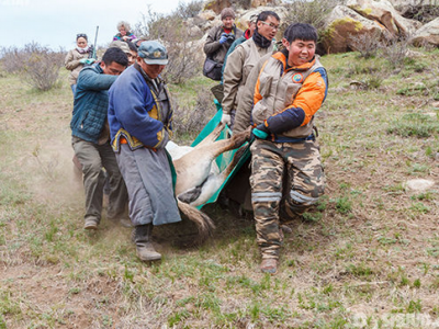 Д.Өсөхжаргал: Хар тамхичид тахь унтуулагч бодисыг 