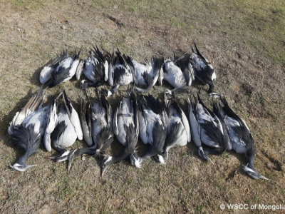 Мэрэгч амьтан устгадаг хорны улмаас 15 тогоруу, нэг ангир үхжээ