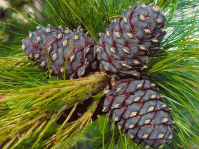 Есдүгээр сарын 10-ныг хүртэл самар түүхийг хориглохоор боллоо