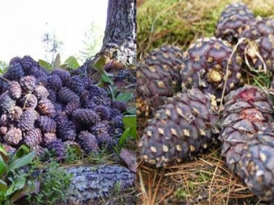 Самар түүхдээ 30 хувийг түүж, 70 хувийг нь үлдээх ёстой