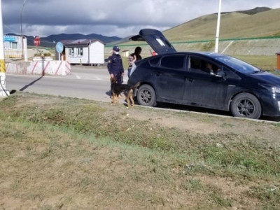 1.9 кг канабис тээвэрлэсэн болон 73 ширхэг лаазалсан тарваганы мах оруулахыг завдсан зөрчлийг илрүүлэн цагдаагийн байгууллагад шилжүүлжээ